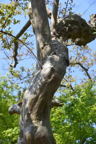 Crape myrtle trunk and bark  / Lythraceae deciduous tree