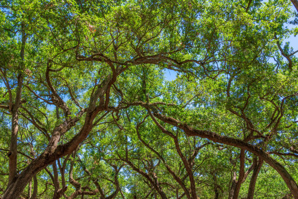 istock Southern live oak tree branches (Quercus virginiana) - Hollywood, Florida, USA 1223288695