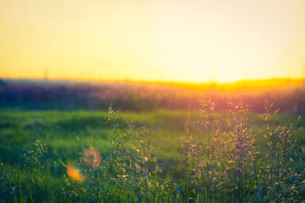 istock Sunset in the field 1223289015