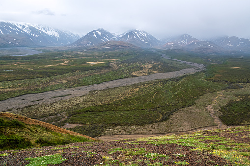 Dry stream beds, wildflowers and snow capped mountains of Denali National Park in Alaska.