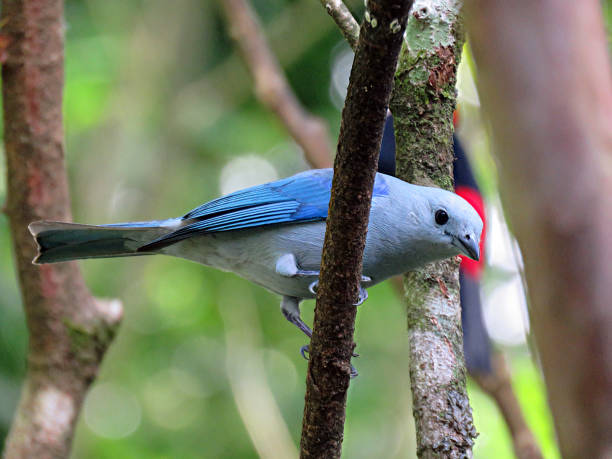 istock blue-gray tanager on a branch in costa rica 1223289912