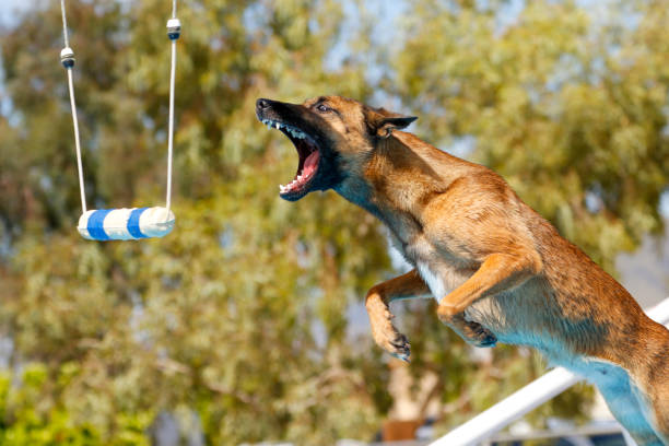 Belgian Malinois in mid air about to grab a toy at a dock diving event
