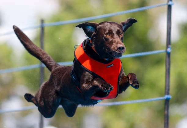 istock Chocolate Labrador in mid air at dock diving event 1223290581