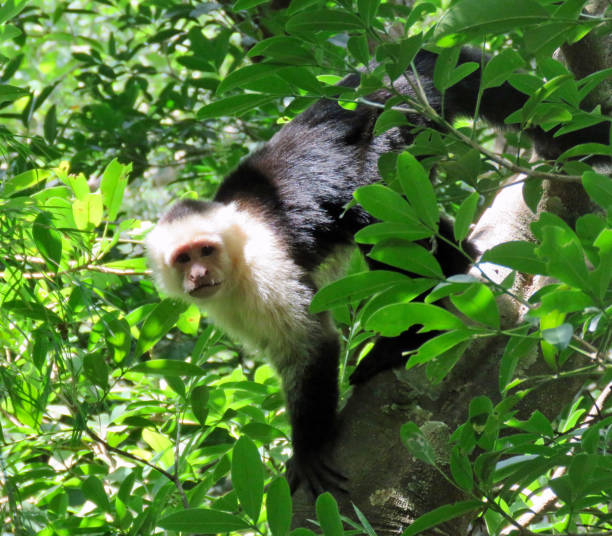 istock capuchin monkey wild in costa rica 1223290735