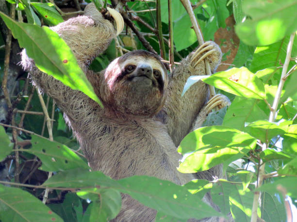 istock three-toed sloth in costa rica 1223290891