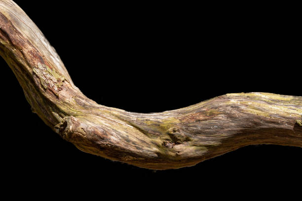 natura - ramo nodoso sul nero - knotted wood foto e immagini stock