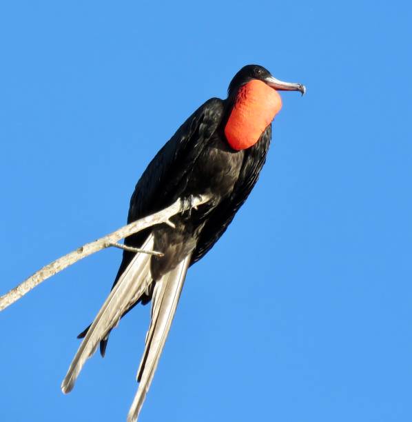 great frigatebird on a branch sea bird resting in a tree fregata minor stock pictures, royalty-free photos & images