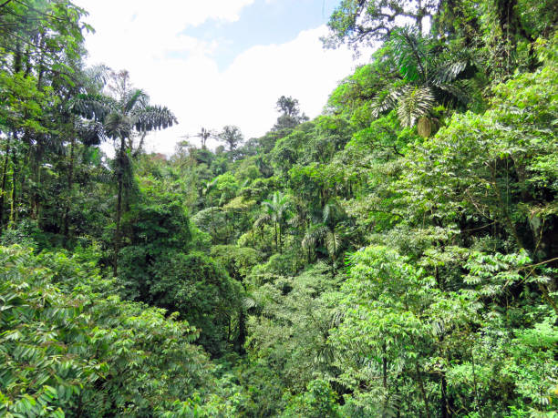 istock arenal cloud forest in costa rica 1223291675