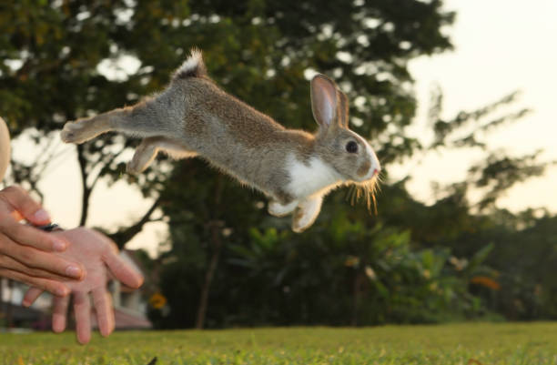 The rabbit owner let go her/his rabbit playing in the garden.