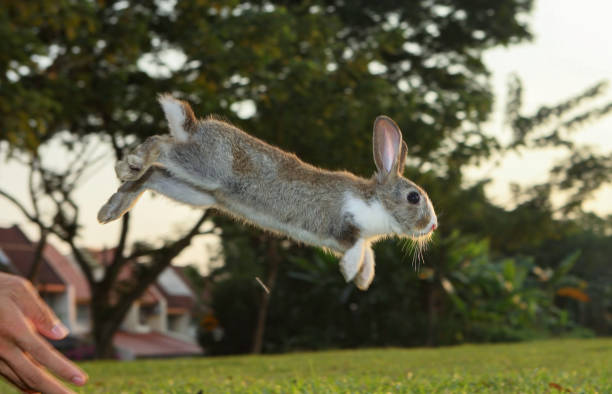 istock Little cute brown white rabbit jumping off from host hand, 1223292584