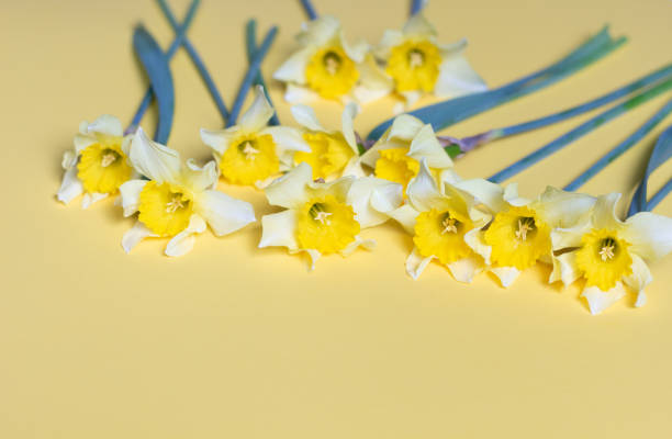 istock Bunch of fresh daffodils laying on yellow background 1223292735