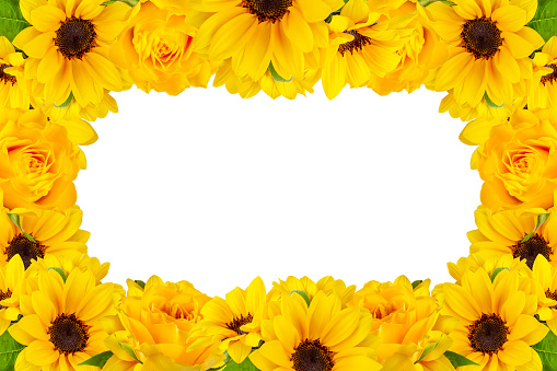 Sunflower, flower, summer, background, frame