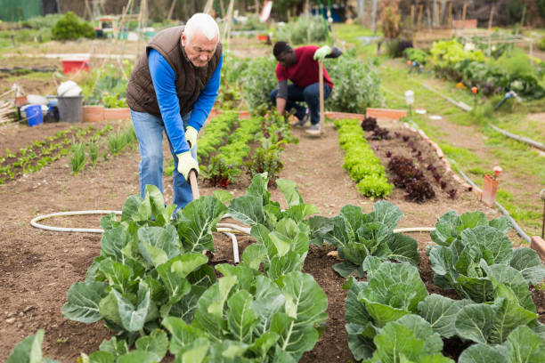 istock Farmer spreads hoe garden beds 1223294610