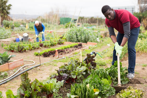 istock African american man with mattock working  in garden 1223294615