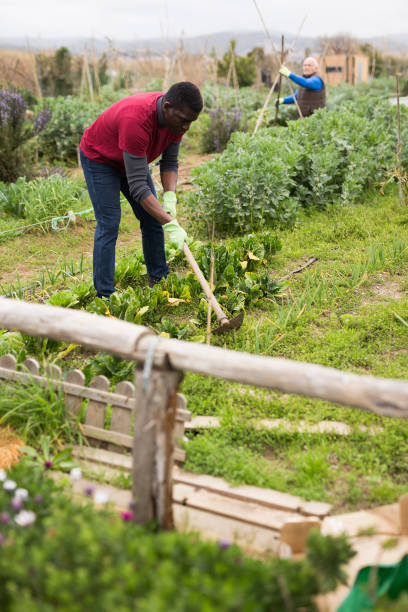 istock African american man with mattock working  in garden 1223294623