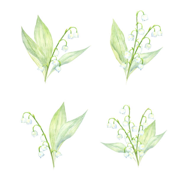 Lily Of The Valley Watercolor Illustrations, Royalty-Free Vector Graphics &  Clip Art - iStock