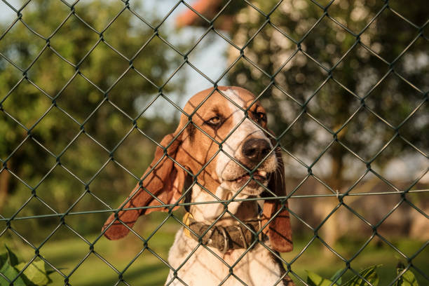 istock Basset hound dog 1223295386