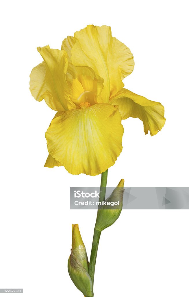 Yellow iris  Bud Stock Photo