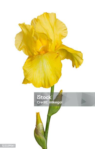 Yellow Iris Stock Photo - Download Image Now - Bud, Color Image, Cut Out
