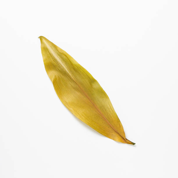 istock Dry leaves isolated on white background. flat lay, top view, copy space 1223296939