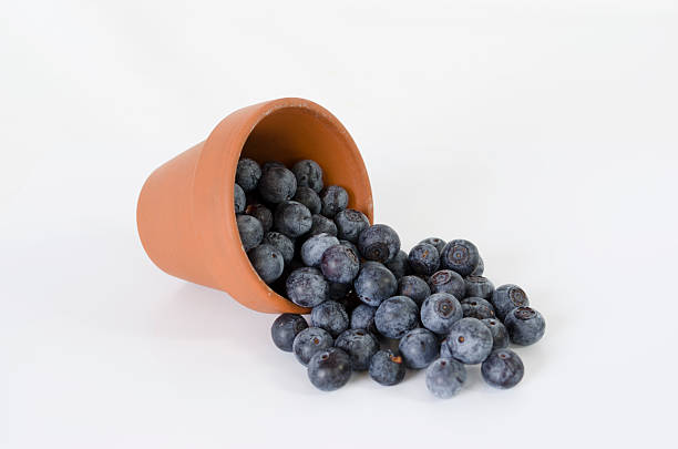 istock Pot of blueberries 122329771
