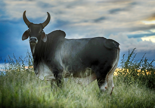 Brazil is one of the largest cattle breeders in the world