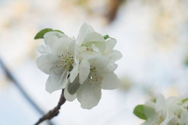 istock Scenic blooming apple orchards in May. White flower branch in spring, close-up selective focus 1223298806