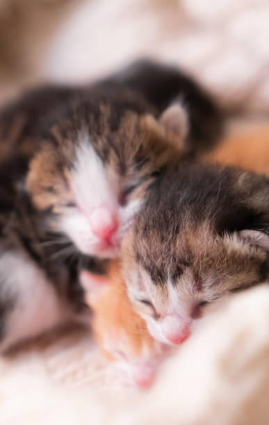 istock Newborn cute kittens close up 1223298825