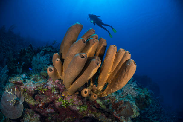 istock Tube sponge and female diver 1223299380