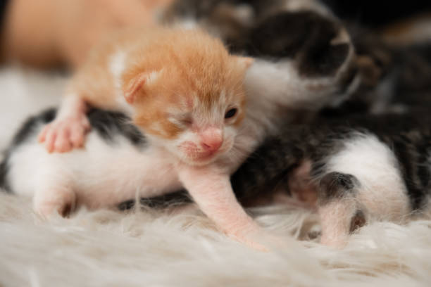istock Newborn cute kittens close up 1223299680