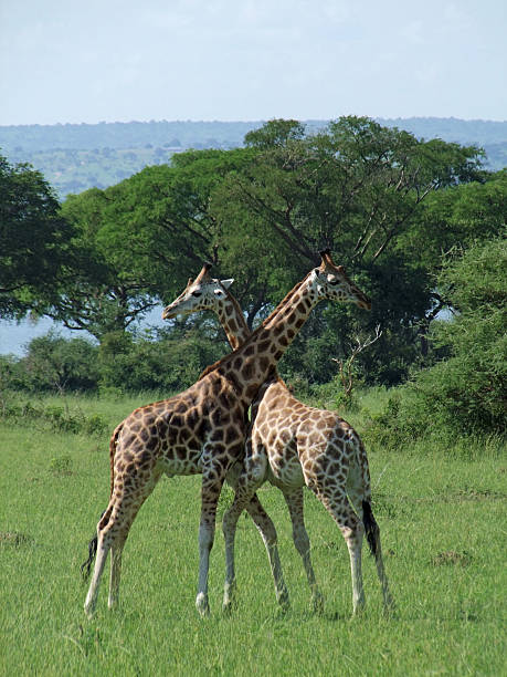 Giraffes at fight in Uganda fighting scenery of two male Rothschild Giraffes in Uganda (Africa) gegenüber stock pictures, royalty-free photos & images