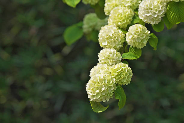 istock Viburnum plicatum var. plicatum 1223301969