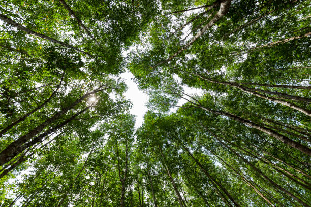 istock Forest growth trees nature green mangrove forest backgrounds Ant eye view. 1223302010