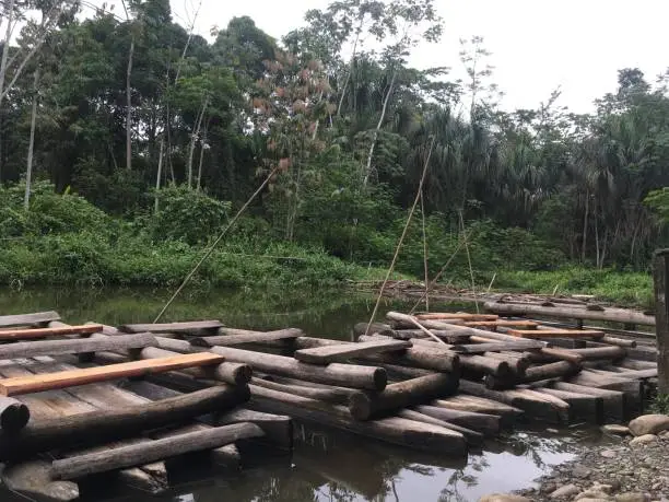 Photo of Landscape of national park Manu in Peru, natural outdoor background of rainforest, wooden boats, trees, plants, leaves. Green naturally wild tropical view