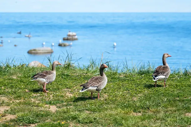 Photo of Wild ducks Mallard Anas platyrhynchos standing on the shore, female wild duck outside. Sweden