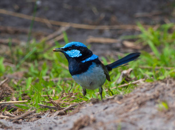 istock Superb Fairy-wren 1223308643