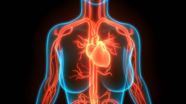 istock Human Circulatory System Heart Anatomy 1223310906