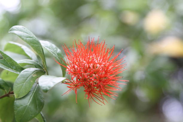 istock Flowers in Chiang Mai 1223311221