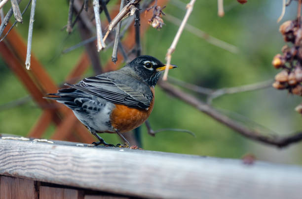 istock American Robin in the backyard in the springtime in Winnipeg, Manitoba 1223313903