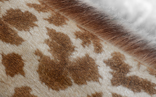 giraffe skin pattern