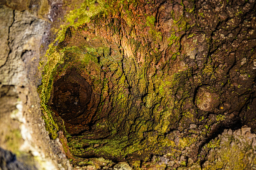 Búsqueda de cuevas tipo árbol de lava photo
