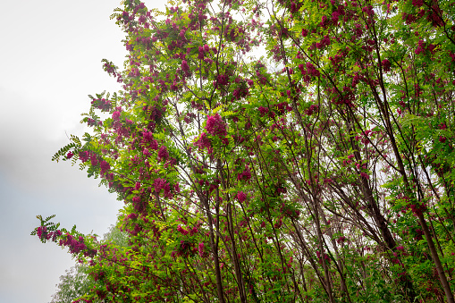 Bristly locust in bloom