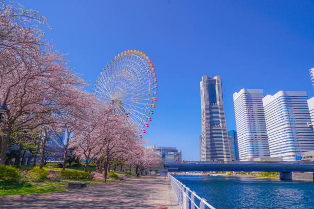 桜と横浜みなとみらいの街が満開 - みなとみらい ストックフォトと画像