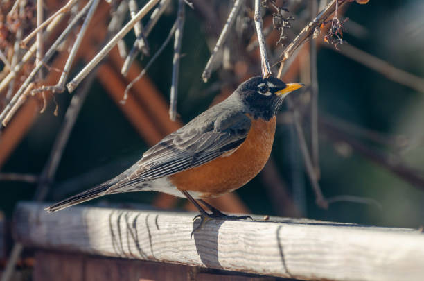 istock American Robin in the backyard in the springtime in Winnipeg, Manitoba 1223316885