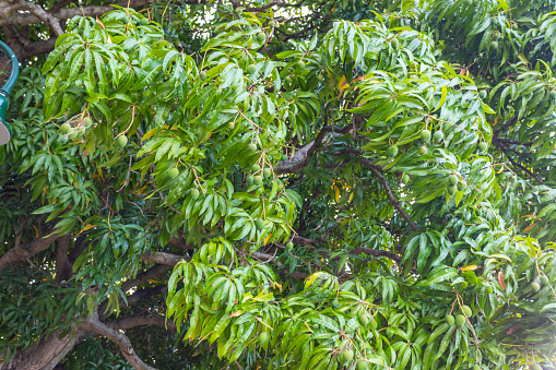Suburban Mango Tree Loaded With Fruit in Brisbane, Queensland, Australia