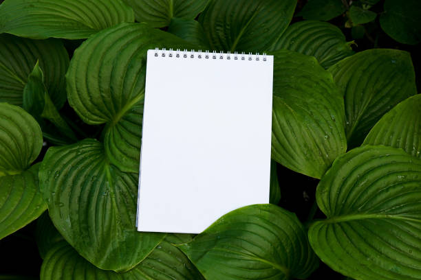 bloc-notes en spirale blanc sur fond vert de nature, espace pour le texte - palm leaves photos et images de collection