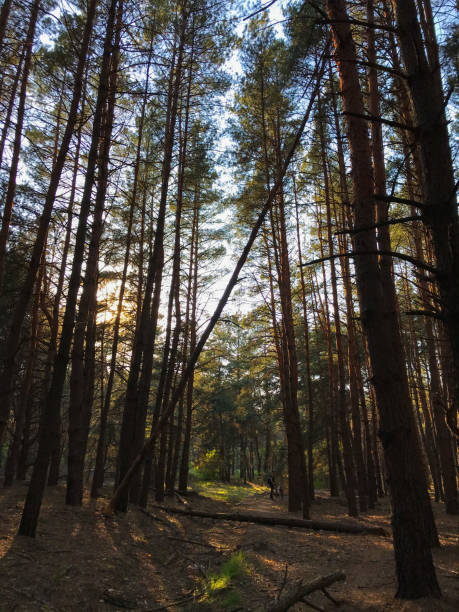 istock Sunrise in the woods 1223318451