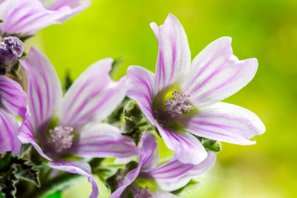 istock Common Mallow, Malva sylvestris flowers 1223318829