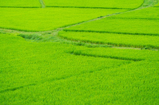 Beautiful green rice field at Nan Thailand