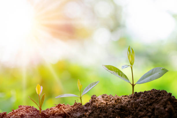 istock Green plants before growing into trees. germinating seedling step sprout grows from soil isolated on white background with clipping path. Nature ecology and growth concept with copy space. 1223318875